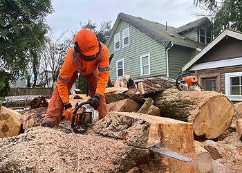 Lombardi Tree Service - Abbotsford, BC Tree Services - Field Work Image