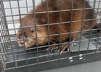 Norfolk Services d'extermination de parasites Long Point Pest Control, Ltd.