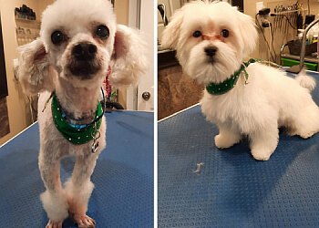 Kitchener Salons de Toilettage Pour Animaux De Compagnie Lucar Grooming Spa