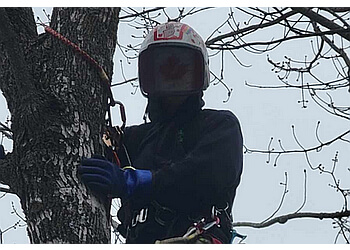 Belleville tree service Lupenette Tree Service