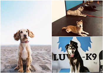 Kingston dog trainer Luv-A-K9 Inc.