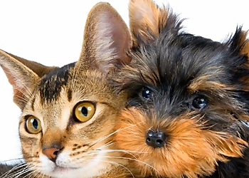 Luxurious Pet Spa - Brampton, ON Salons de Toilettage Pour Animaux De Compagnie - Project Image