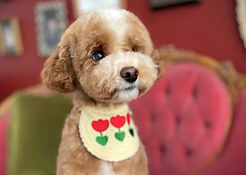 Repentigny pet grooming M.E.M Styliste Canin