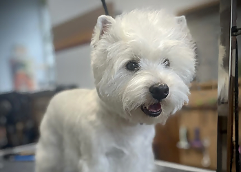 Repentigny pet grooming M.E.M Styliste Canin