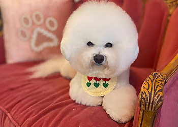 Repentigny pet grooming M.E.M Styliste Canin