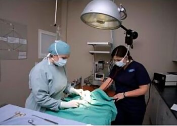 Halton Hills veterinary clinic Mountainview Animal Hospital