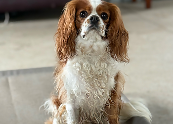 Stratford dog trainer MP Canine Academy