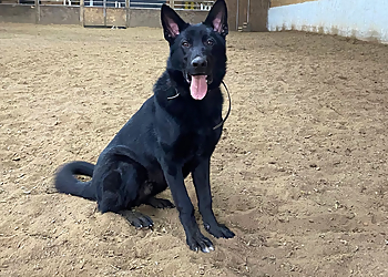 Stratford dog trainer MP Canine Academy
