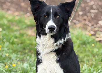 Stratford dog trainer MP Canine Academy