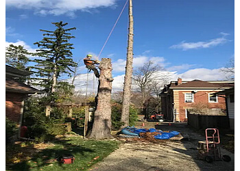 Halton Hills Services d'arboriculteur Macarthur's Tree And Home Services Inc.