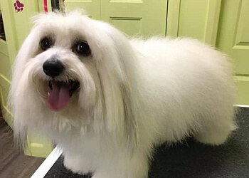 Saint Jean sur Richelieu Salons de Toilettage Pour Animaux De Compagnie Magi Salon de Toilettage