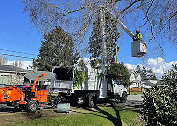 Magnolia Tree Service - Richmond, BC Services d'arboriculteur - Service Image