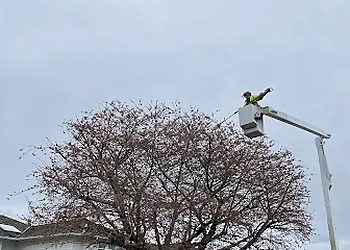 Magnolia Tree Service - Richmond, BC Services d'arboriculteur - Field Work Image