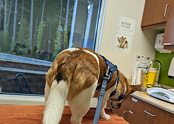 Mahalo Veterinary Hospital - Nanaimo, BC Veterinary Clinics - Patient Image