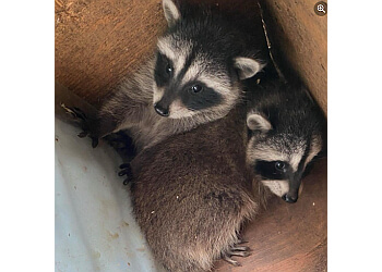 Burnaby animal removal Mainland Wildlife Control