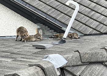 Surrey animal removal Mainland Wildlife Control