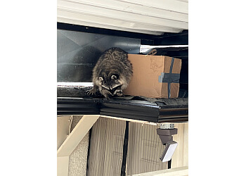 Surrey animal removal Mainland Wildlife Control