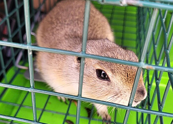 Edmonton pest control Major Pest Control Edmonton, Inc.