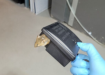 Red Deer pest control Major Pest Control Red Deer