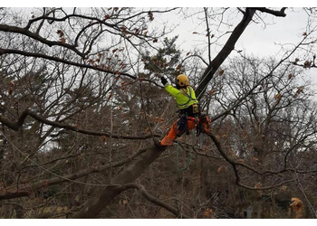 Burlington Services d'arboriculteur Maple Hill Tree Services  Burlington