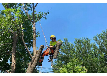 Burlington Services d'arboriculteur Maple Hill Tree Services  Burlington