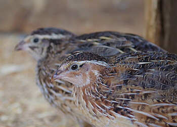 North Vancouver Attraction touristiques Maplewood Farm
