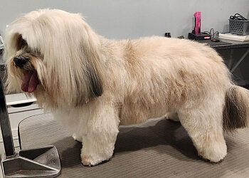 Stratford pet grooming Margo's Pet Grooming
