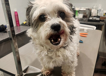 Stratford pet grooming Margo's Pet Grooming