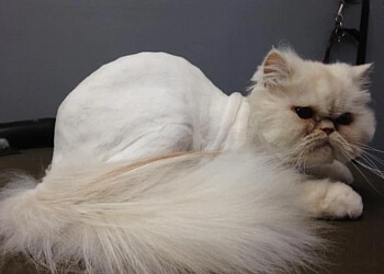 Langley pet grooming Markeyda's Pet Grooming