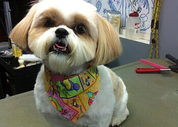 Langley pet grooming Markeyda's Pet Grooming