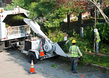 Markham Services d'arboriculteur Markham Tree Service