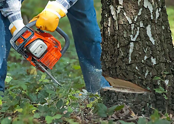 Markham Services d'arboriculteur Markham Tree Service