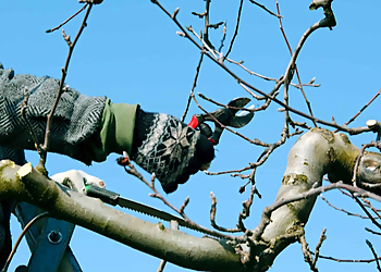 Markham tree service Markham Tree Service