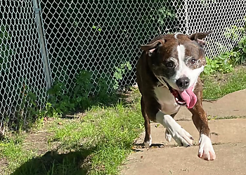 Martindale Kennels - St Catharines, ON Dresseurs De Chiens - Outdoor Training Image