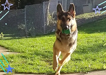 Martindale Kennels Martindale Kennels - St Catharines, ON Dresseurs De Chiens - Dog Training Image