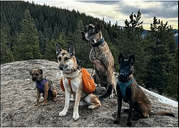 Calgary dog trainer Marvel Dog Training Academy