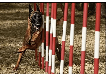 Calgary dog trainer Marvel Dog Training Academy