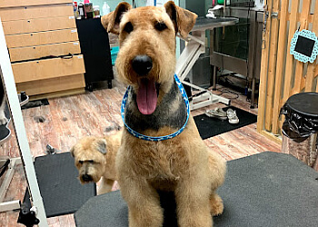 Calgary Salons de Toilettage Pour Animaux De Compagnie Marvellous Muttz