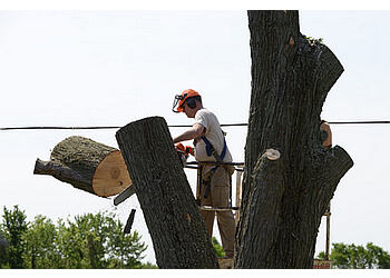 St Catharines tree service Matt's Landscape Services