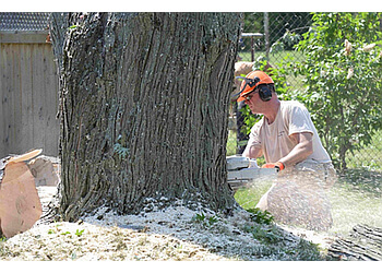 St Catharines tree service Matt's Landscape Services image 1