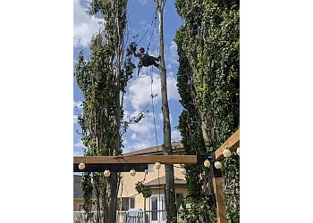 Red Deer Services d'arboriculteur McCharles Tree Service