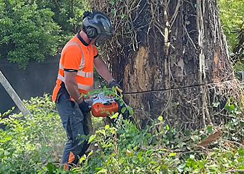 McConkey Arborist Services Ltd - Abbotsford, BC Tree Services - Maintenance Service Image