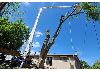 Burlington Services d'arboriculteur McFarlan Tree Care Inc.