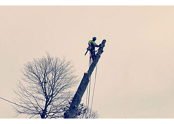 Kingston Services d'arboriculteur McLaren Tree Care