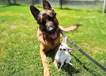 Ajax dog trainer McMillan Mastiffs