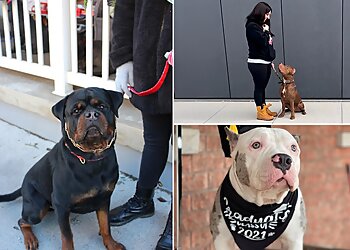 Ajax dog trainer McMillan Mastiffs