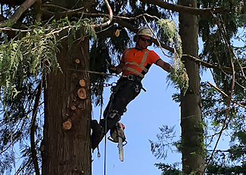 Abbotsford tree service Mcconkey Arborist Services