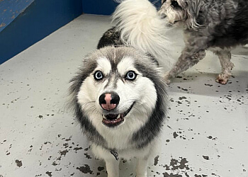 Burnaby pet grooming Metro Dogs Daycare & Grooming Salon