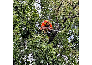 Kelowna Services d'arboriculteur Microbe Tree Service