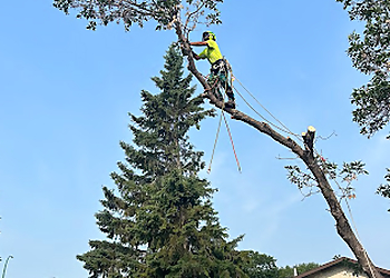 Regina Tree Services Mike & Matt's Tree Service Inc.